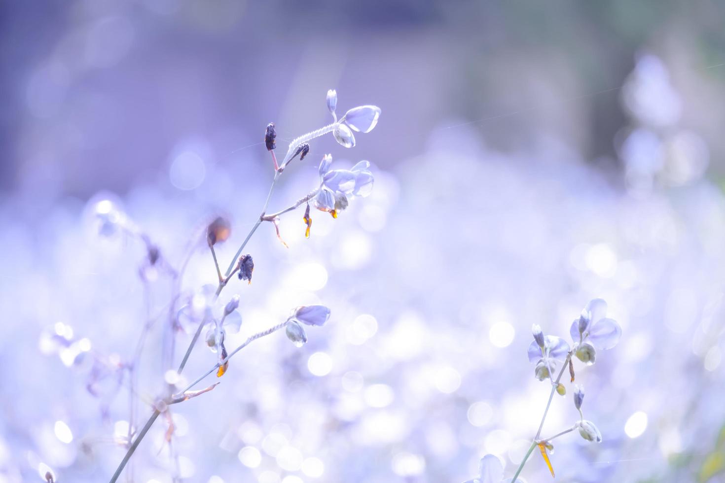 Blurred,Purple flower blossom on field. Beautiful growing and flowers on meadow blooming in the morning,selective focus nature on bokeh background,vintage style photo