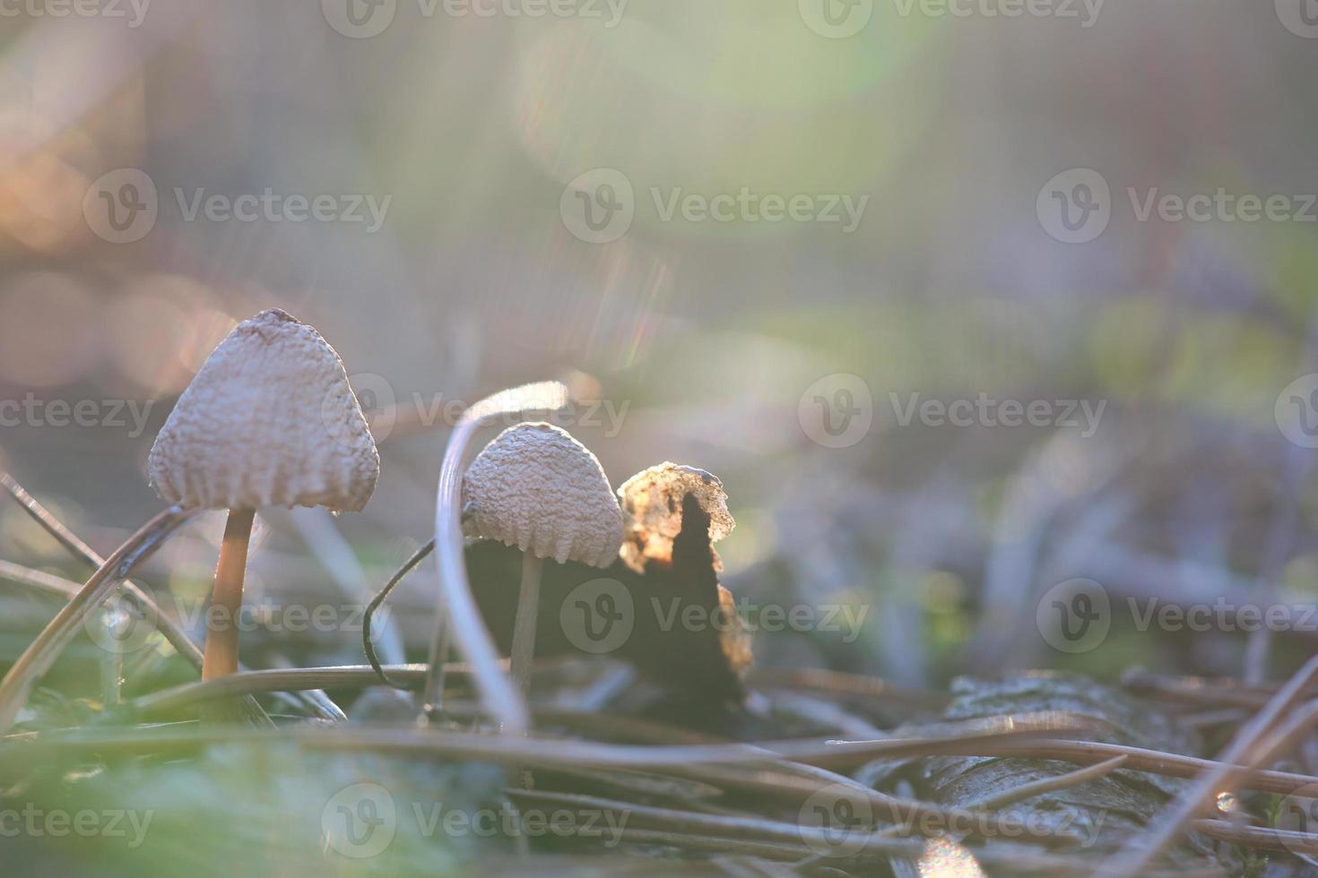 Mushroom, dreamy, blurred with sun rays on needle forest floor in autumn. Soft light photo