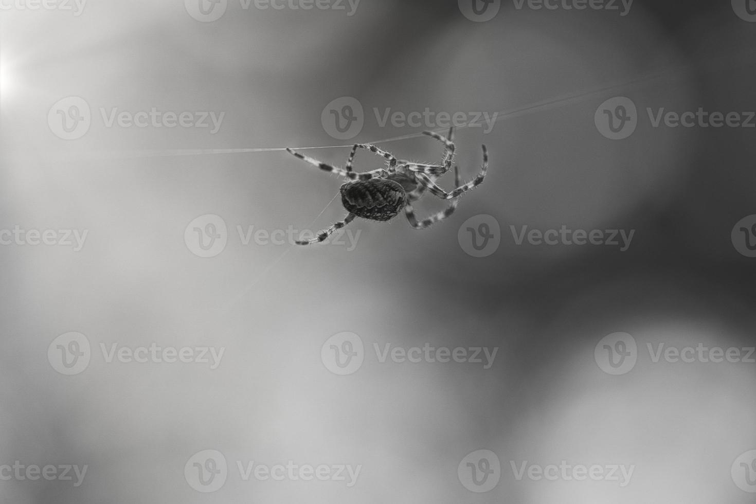 araña cruzada rodada en blanco y negro, arrastrándose sobre un hilo de araña. borroso foto