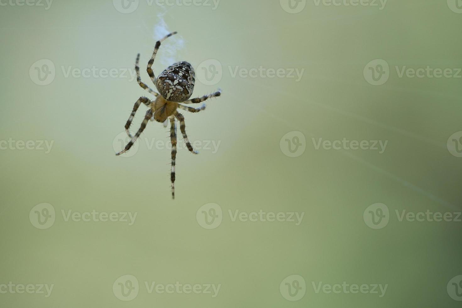 Cross spider crawling on a spider thread. Halloween fright. A useful hunter among photo