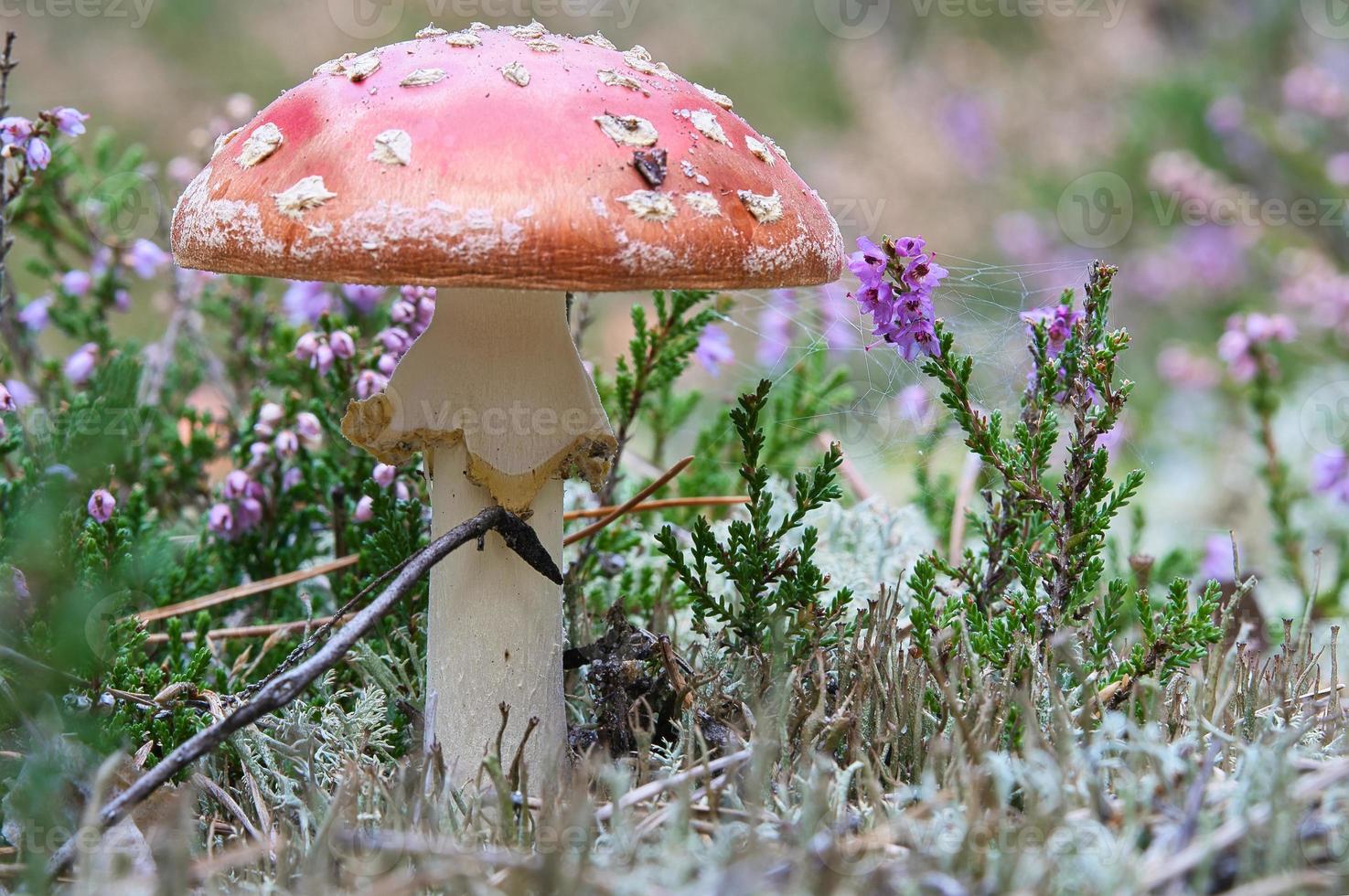 Toadstool in a heather field in the forest. Poisonous mushroom. Red cap, white spot photo