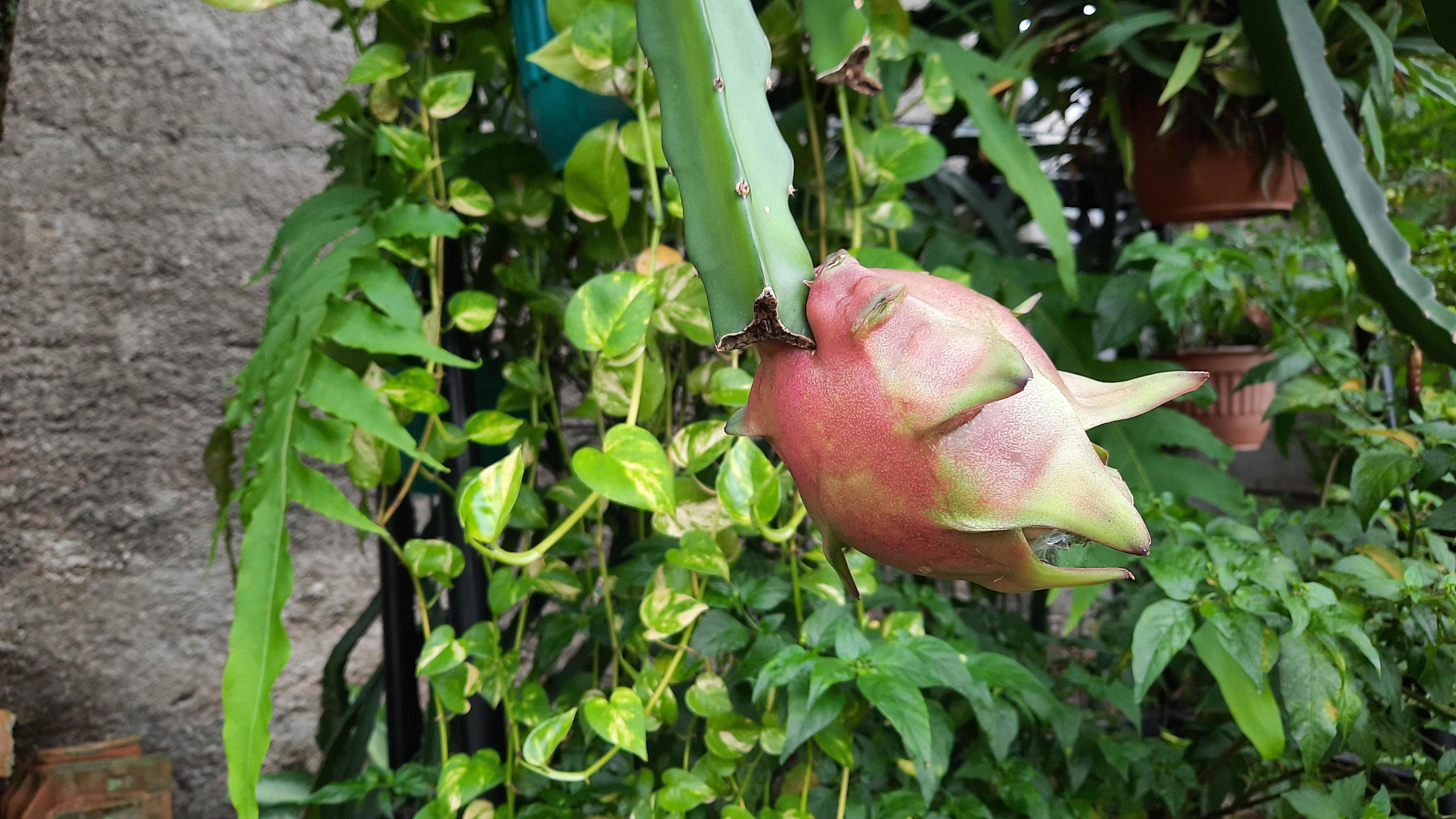 Dragon Fruit Plants That Have Started To Turn Red On The Stems 12951667 dragon-fruit-plants-that-have-started-to-turn-red-on-the-stems-12951667