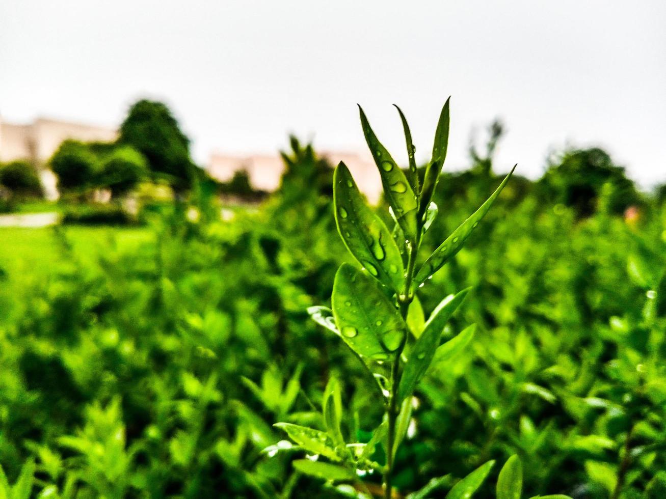 Green Plant Leaf photo