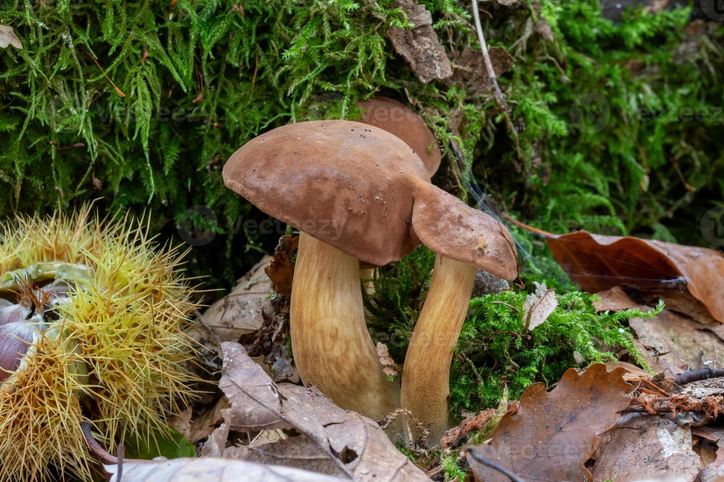 Bay Bolete with grows on a moss-covered tree trunk photo