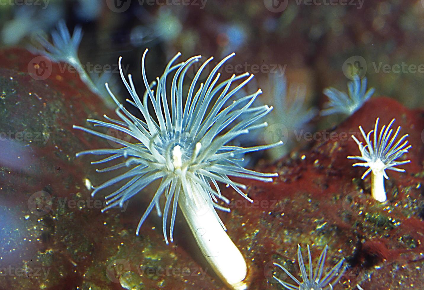 poisonous anemone in the sea 12952584 Stock Photo at Vecteezy