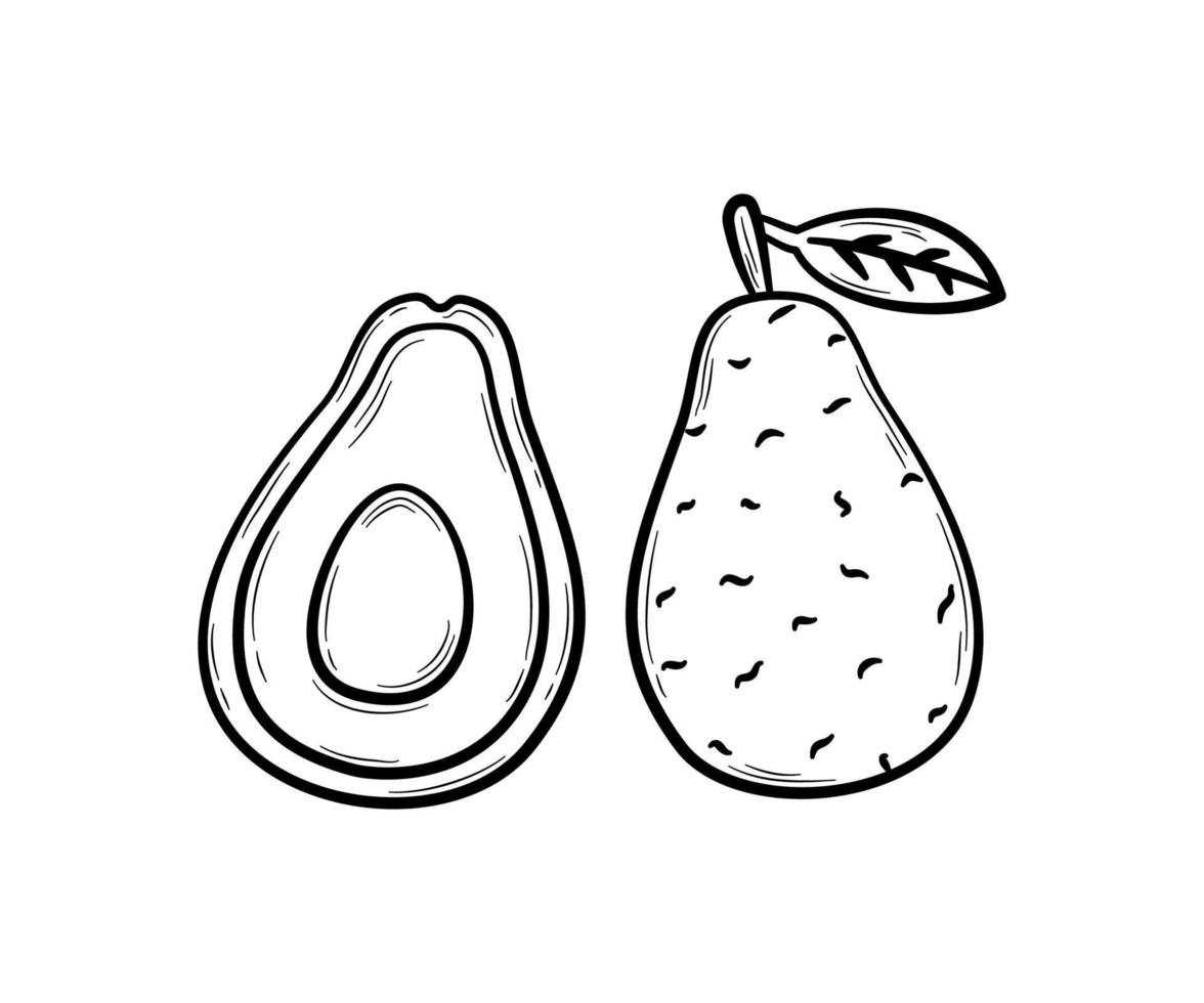 Hand drawn papaya. Exotic southern fruit with small black seeds isolated on white.  Flat vector illustration in doodle style.