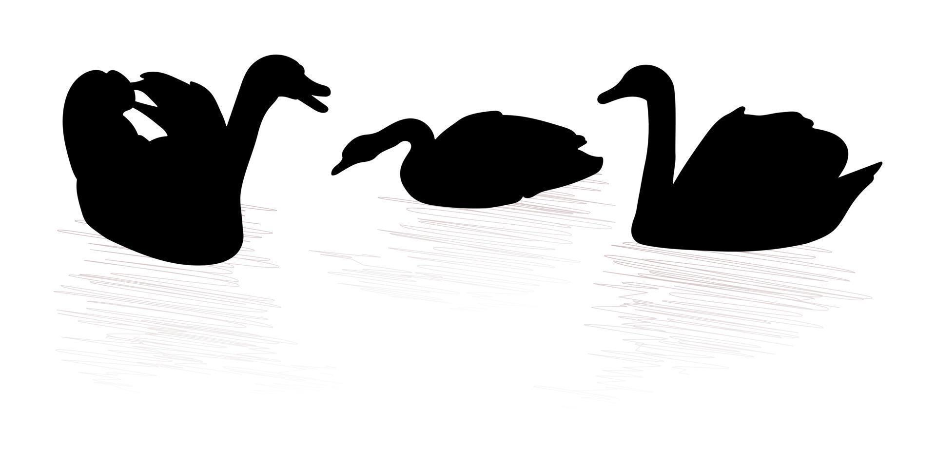 Swans floating silhouettes design vector