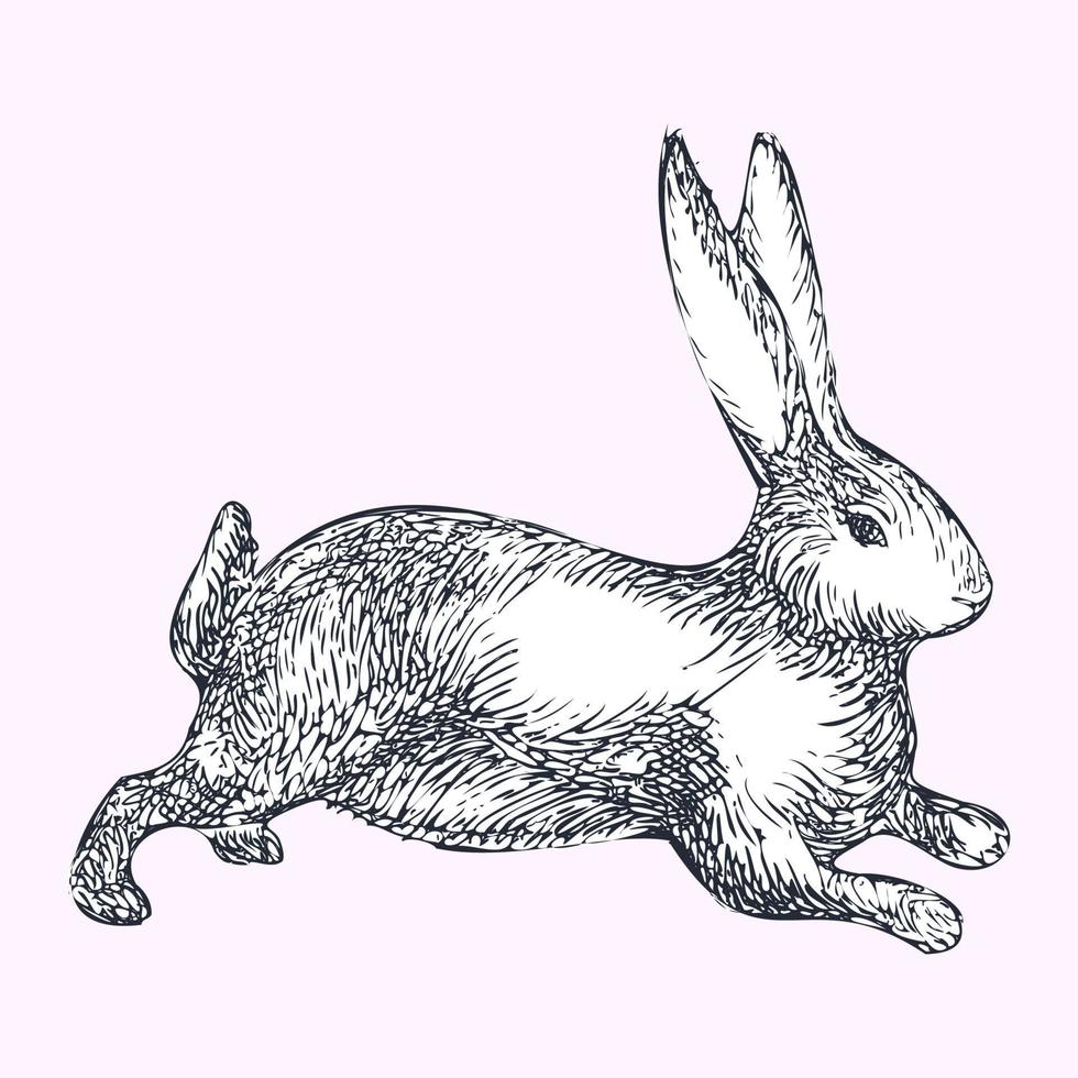 Hare drawn in graphic line art style. Vector illustration.