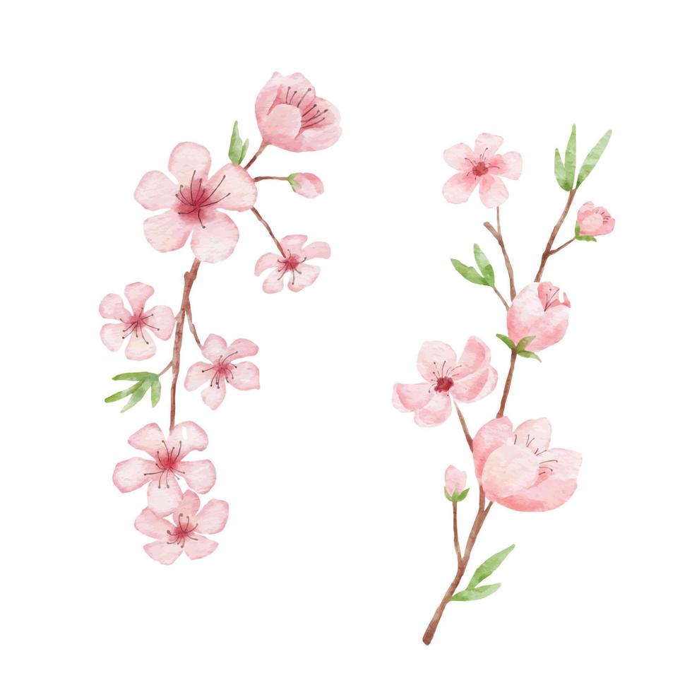 Branch of Cherry blossom illustration. Watercolor painting sakura isolated on white background. Japanese flower vector