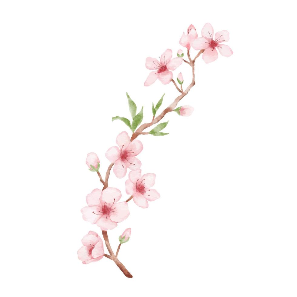 Branch of Cherry blossom illustration. Watercolor painting sakura isolated on white background. Japanese flower vector