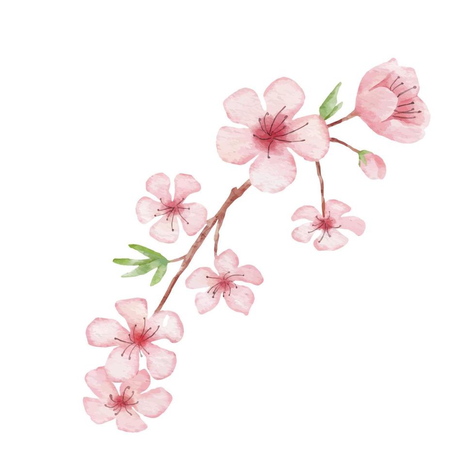 Branch of Cherry blossom illustration. Watercolor painting sakura isolated on white background. Japanese flower vector