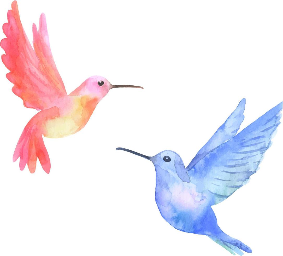 acuarela pájaros tropicales colibríes aislados sobre fondo blanco vector