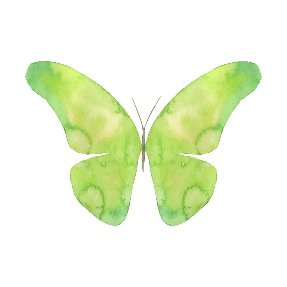 mariposa voladora acuarela aislada sobre fondo blanco. ilustración pintada a mano verde vector