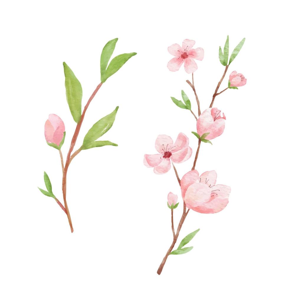 Branch of Cherry blossom illustration. Watercolor painting sakura isolated on white background. Japanese flower vector
