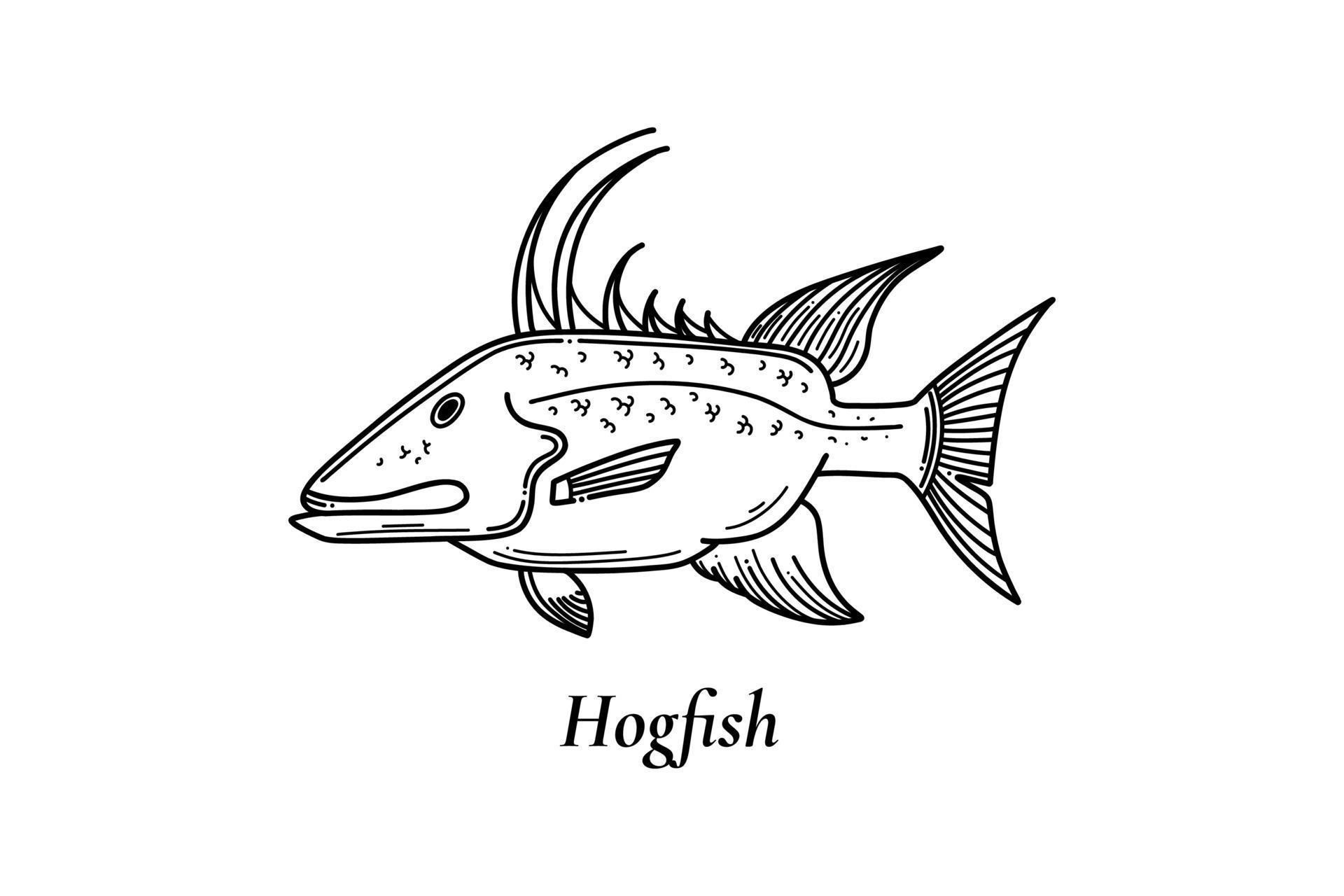 Hogfish vector illustration in sketch style great to use as your