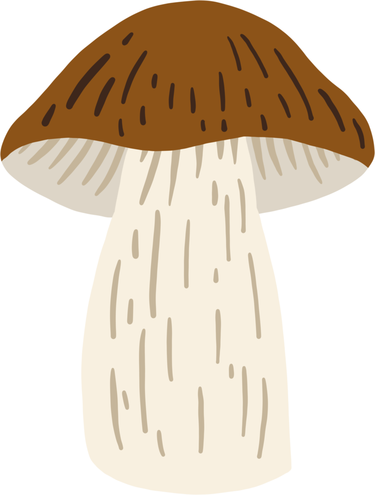 doodle freehand sketch drawing of bolete mushroom. png