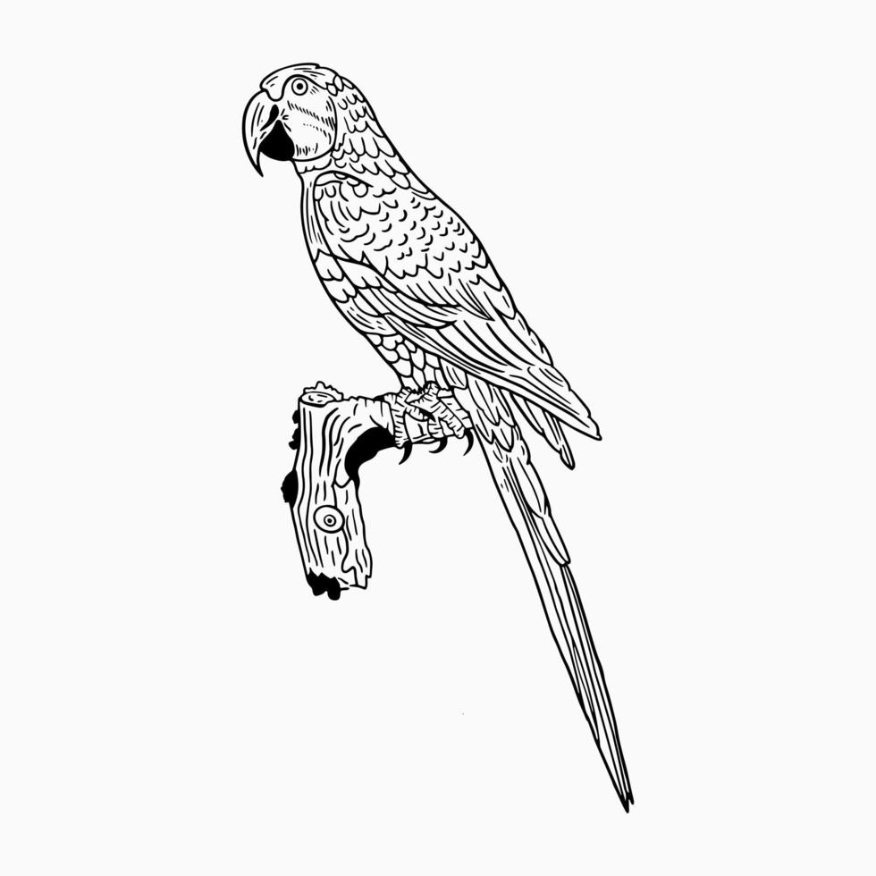 Hand Drawn Bird Illustration vector