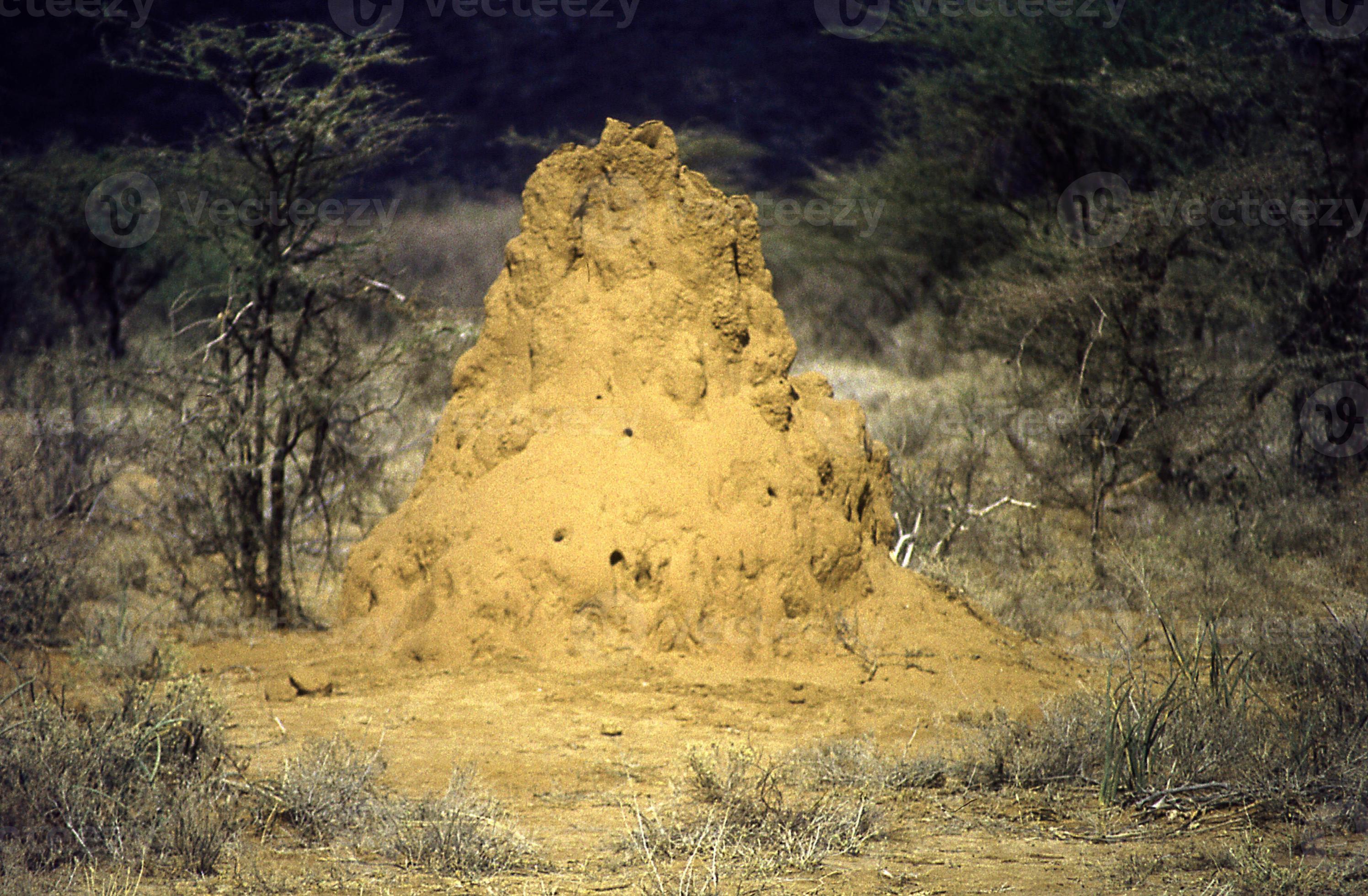 Termite mounds in the African savanna 12959254 Stock Photo at Vecteezy Biology Diagrams