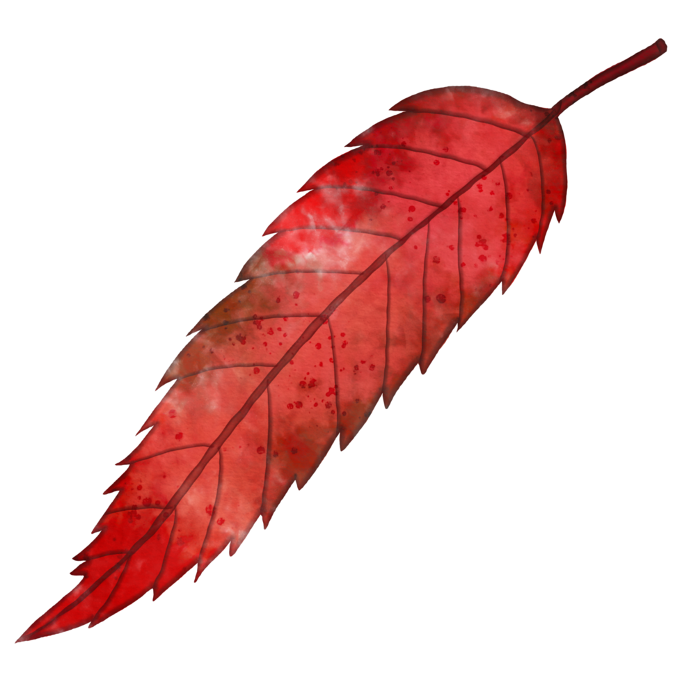 Watercolor Autumn Leaf png