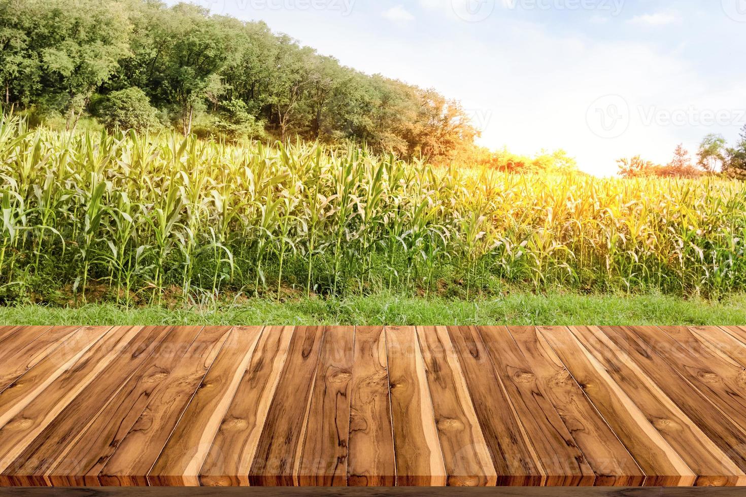 Empty wooden board space platform with corn farm photo