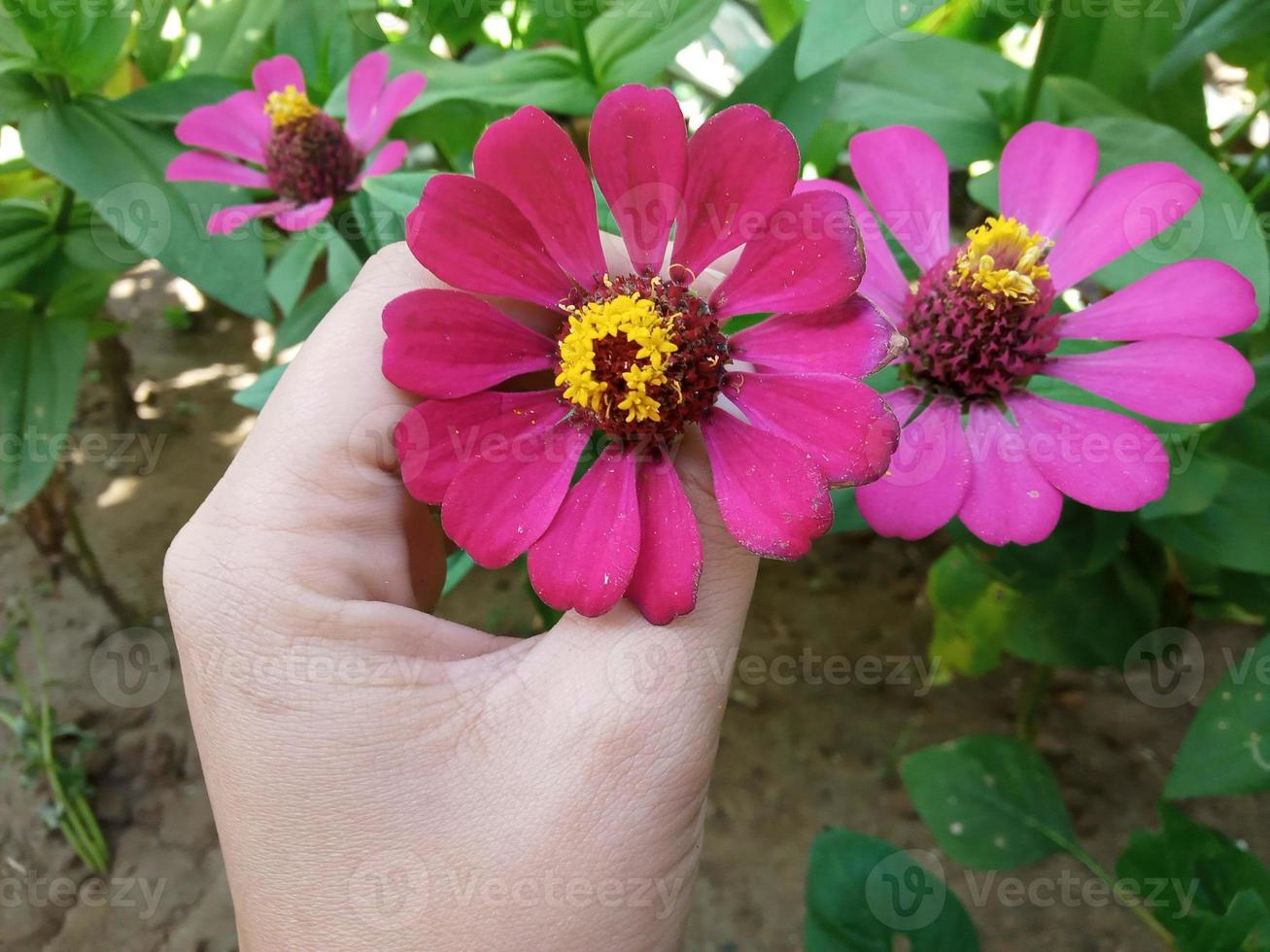 hermosa foto de flor de zinnia elegans adecuada para adjuntar artículo