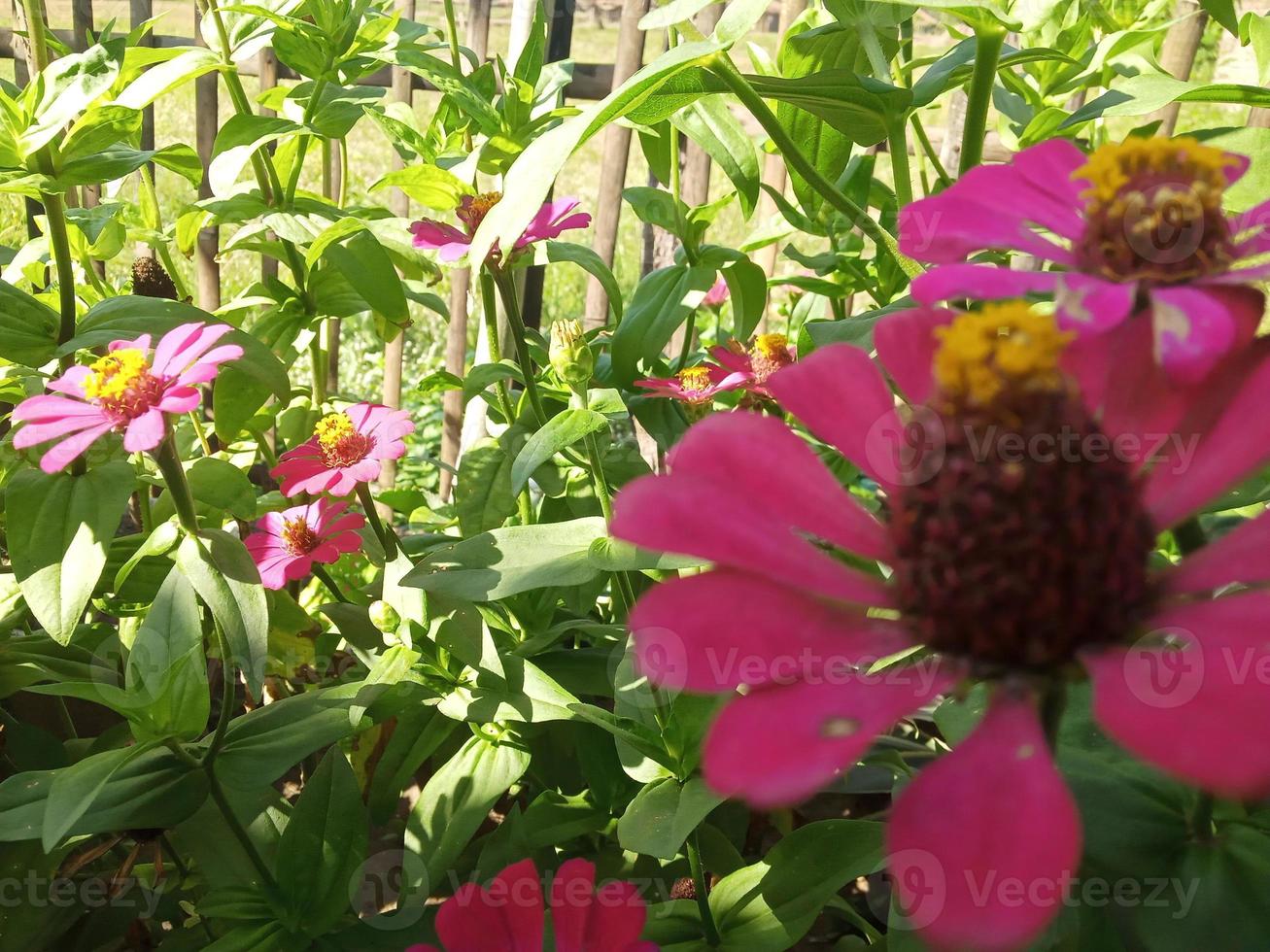 hermosa foto de flor de zinnia elegans adecuada para adjuntar artículo