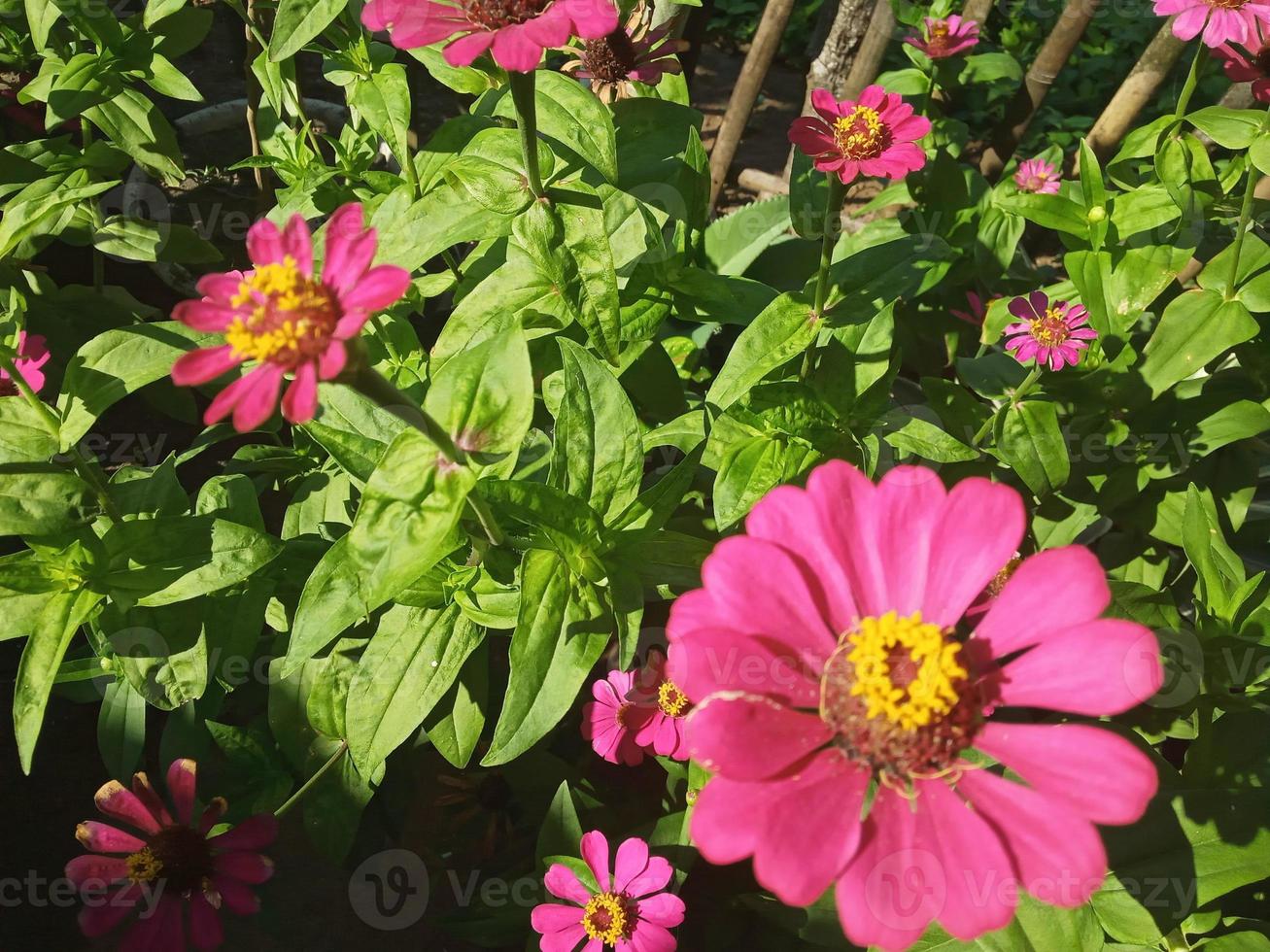 hermosa foto de flor de zinnia elegans adecuada para adjuntar artículo