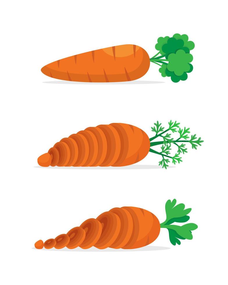 Set of Four carrots with green leaves. Sweet vegetable vector