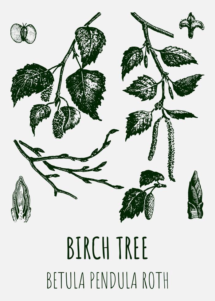 Vector drawings of Birch. Hand drawn illustration. Latin name Betula L.