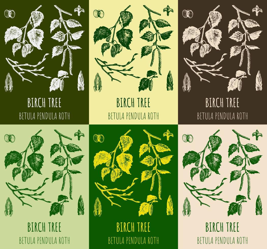 Set of vector drawings of Birch in different colors. Hand drawn illustration. Latin name Betula L.