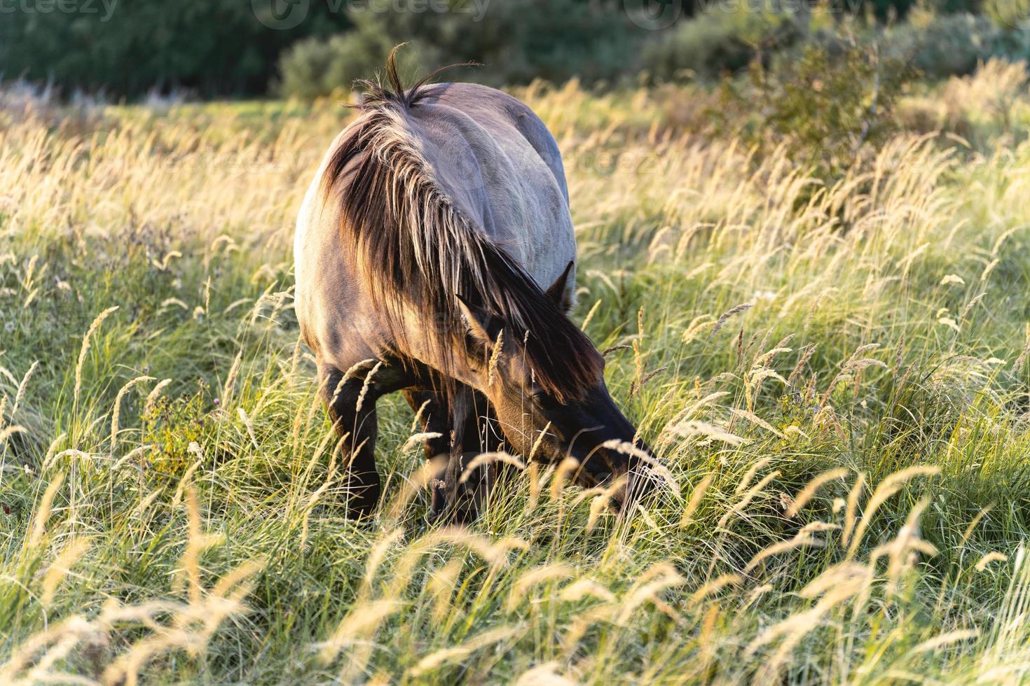 Wild horses in the fields in Wassenaar The Netherlands. photo