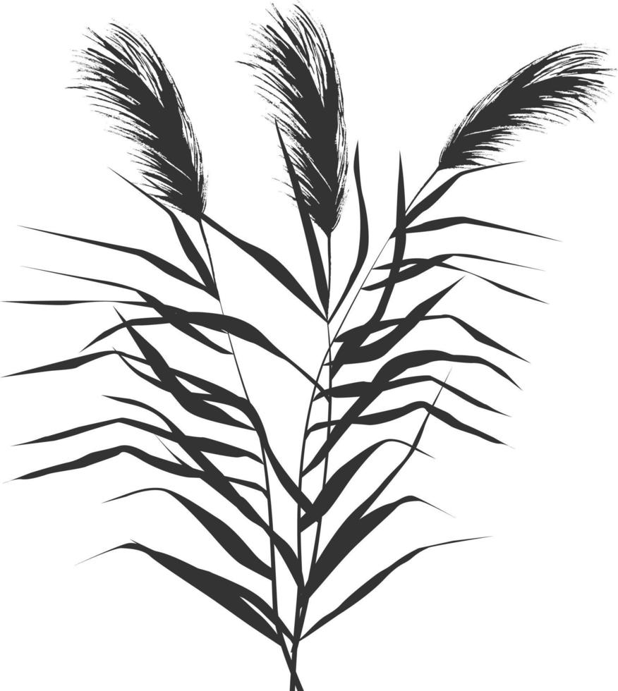 imagen de una caña verde o una espadaña sobre un fondo blanco.dibujo vectorial aislado. vector