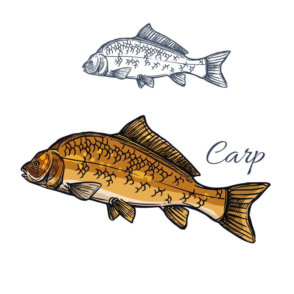 Carp fish isolated sketch for food themes design vector