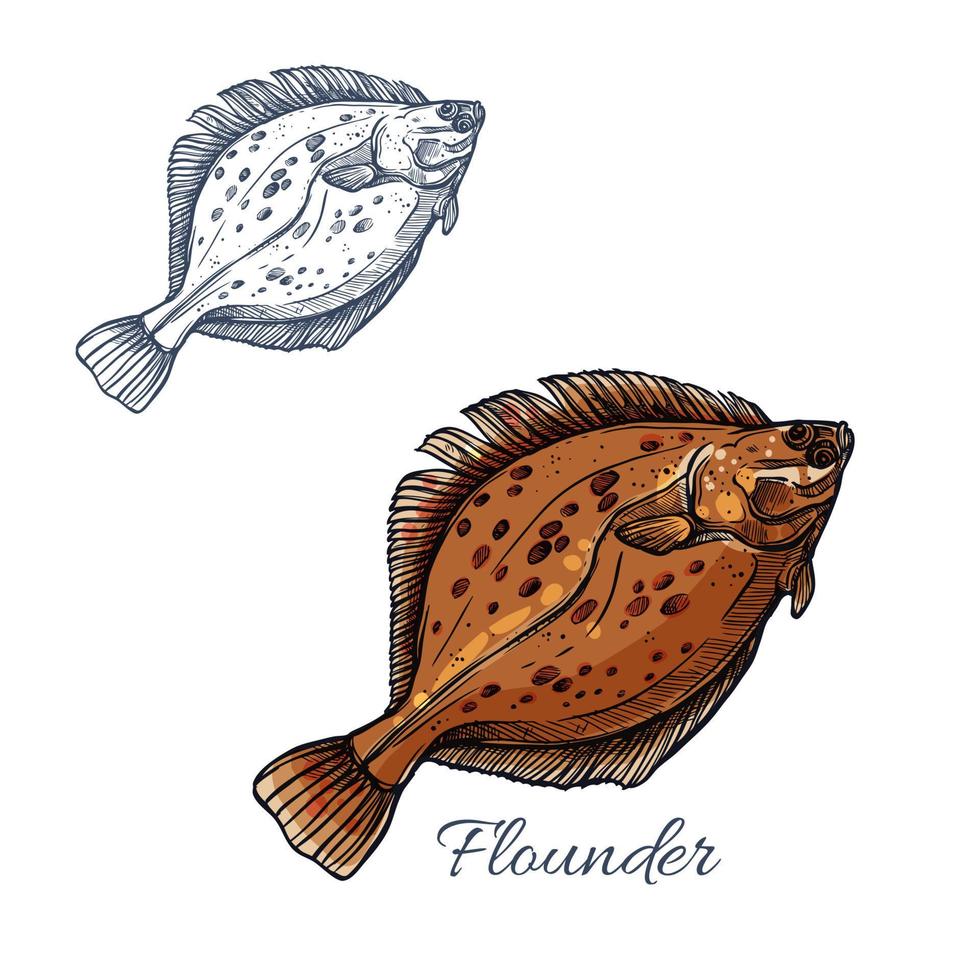 Flounder flatfish sketch for seafood design vector