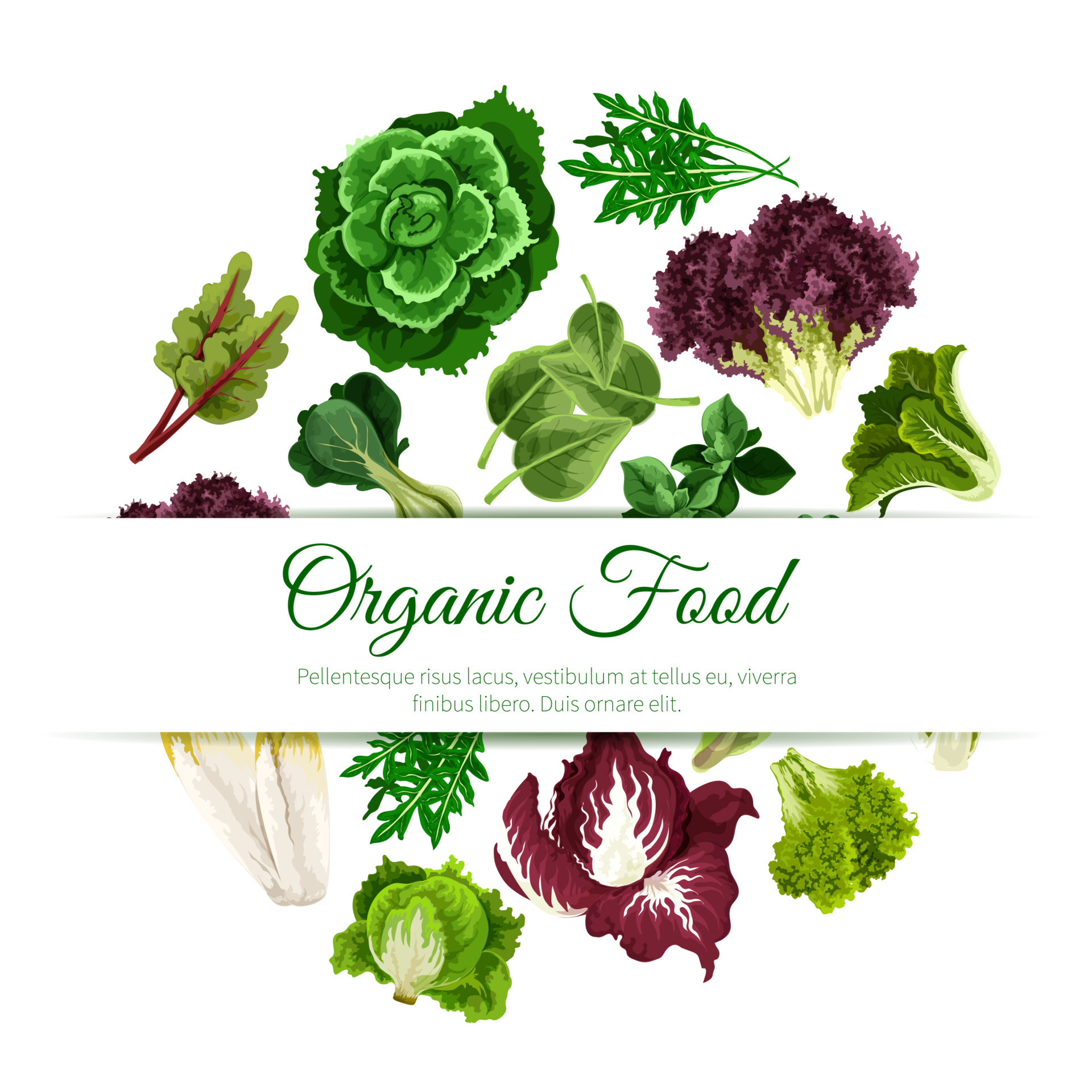Green leafy salad vegetables vector poster 12963469 Vector Art at Vecteezy