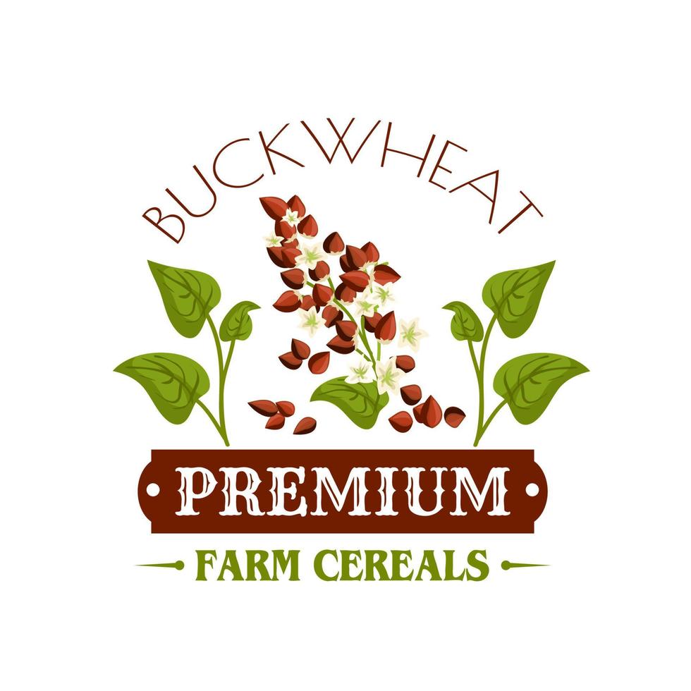 Buckwheat cereal vector poster or emblem