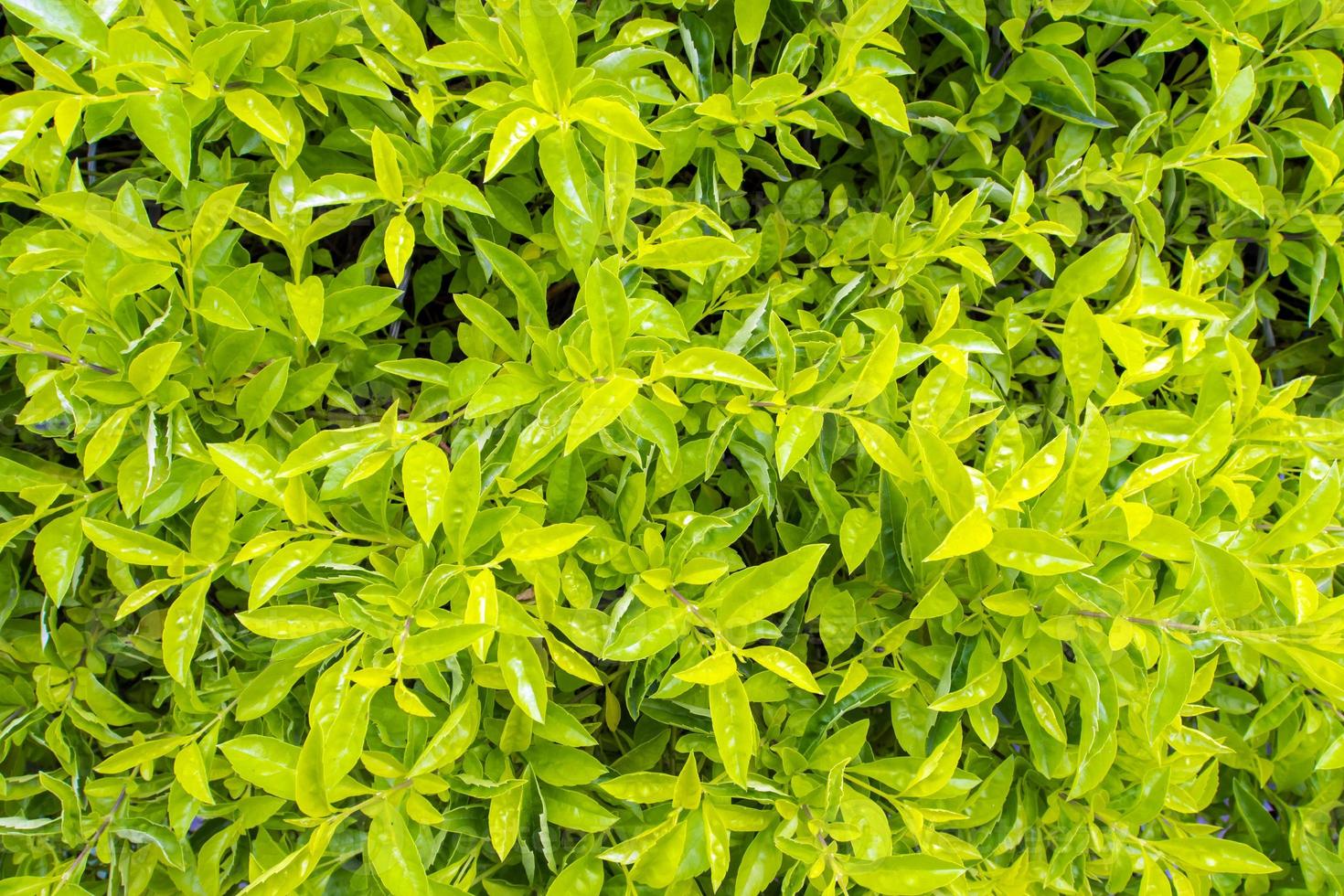 Leaves of plant as background or texture photo
