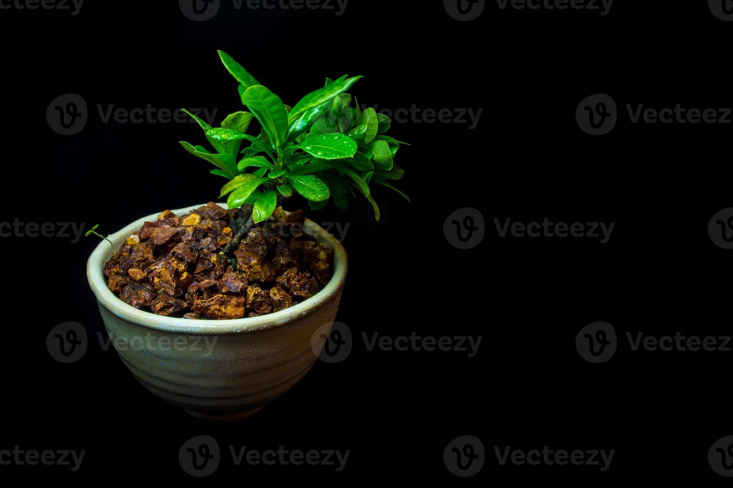 Small tree in white ceramic pot on black background photo