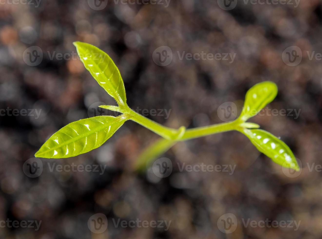 Bud leaves of young plant seeding in nature photo