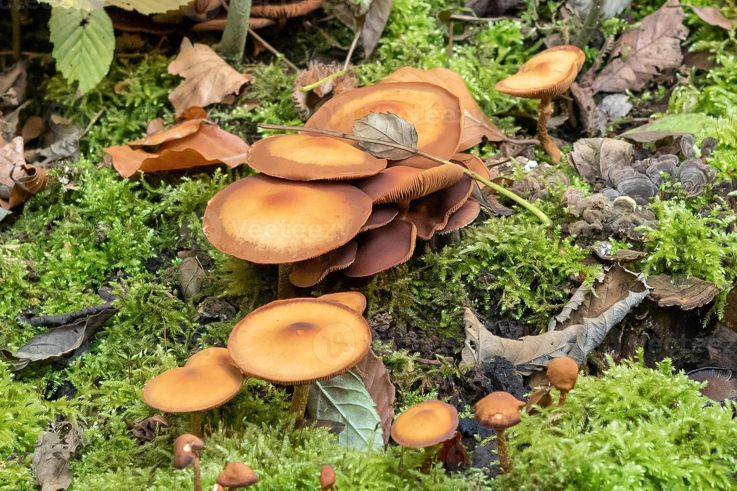 mushroom in the forest in autumn photo