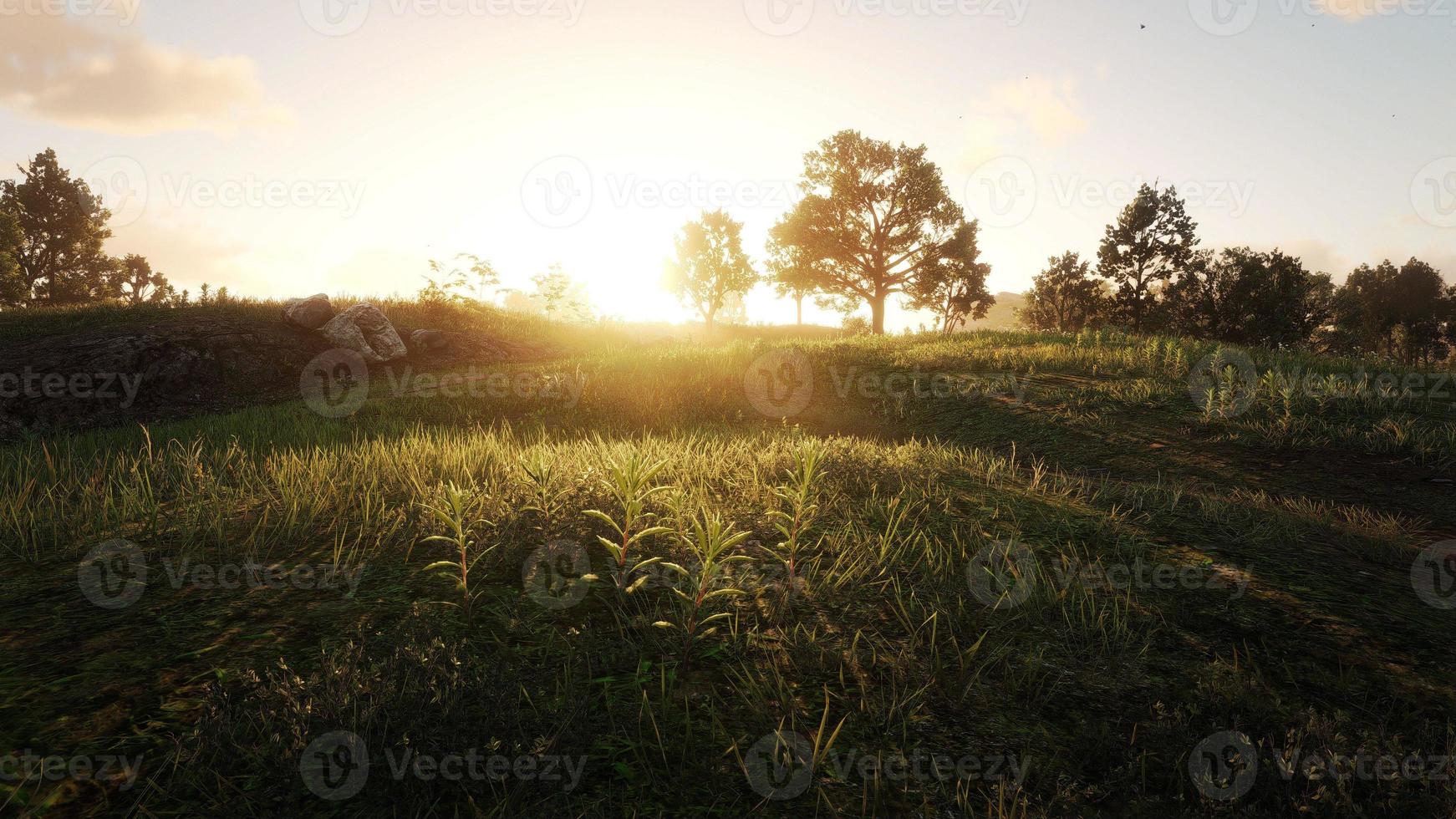 vast grassland The sun is leaving the horizon 3D rendering photo