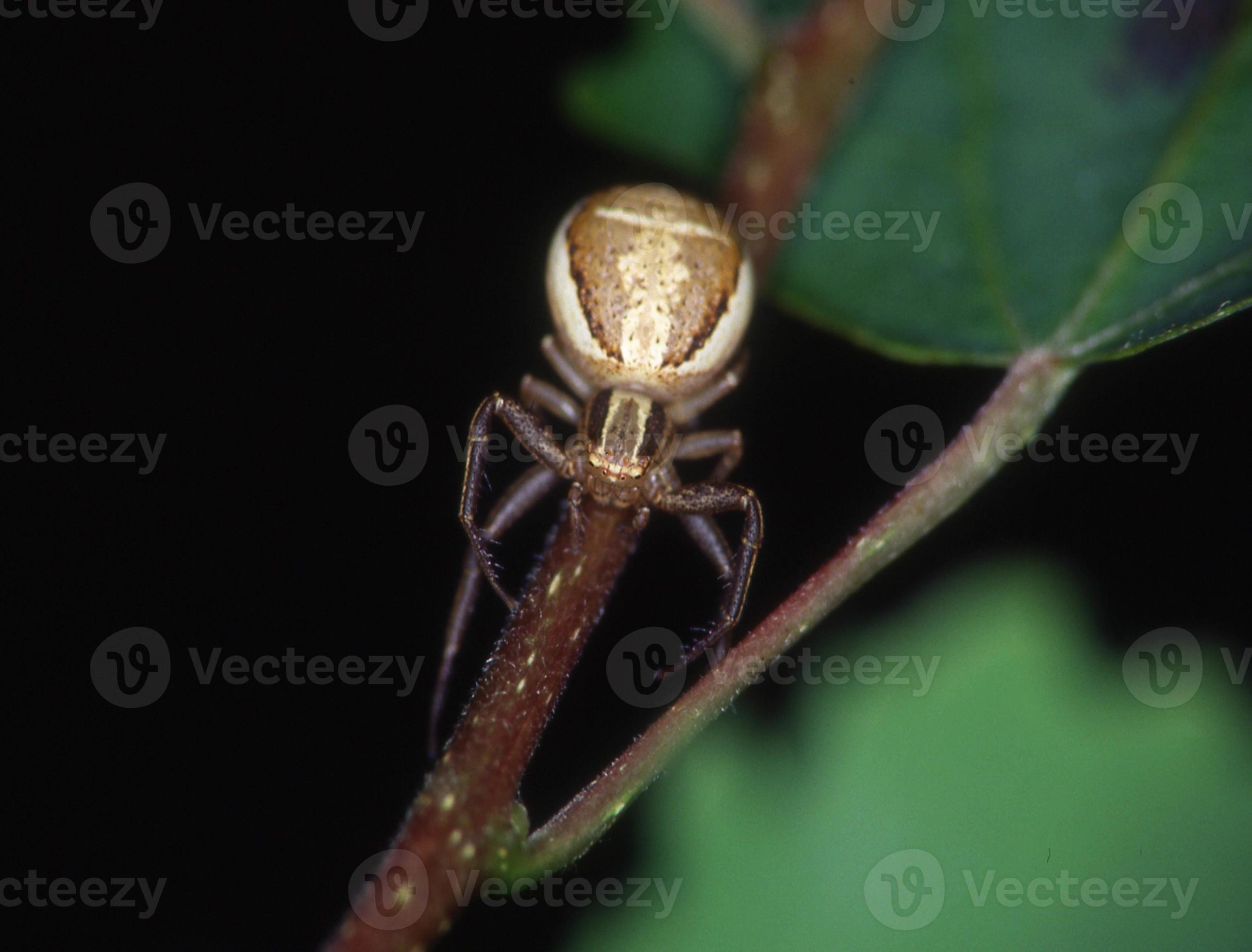 Beware The Beast! Minnesota'S Largest Spider Lurks Nearby - ioqf8n8