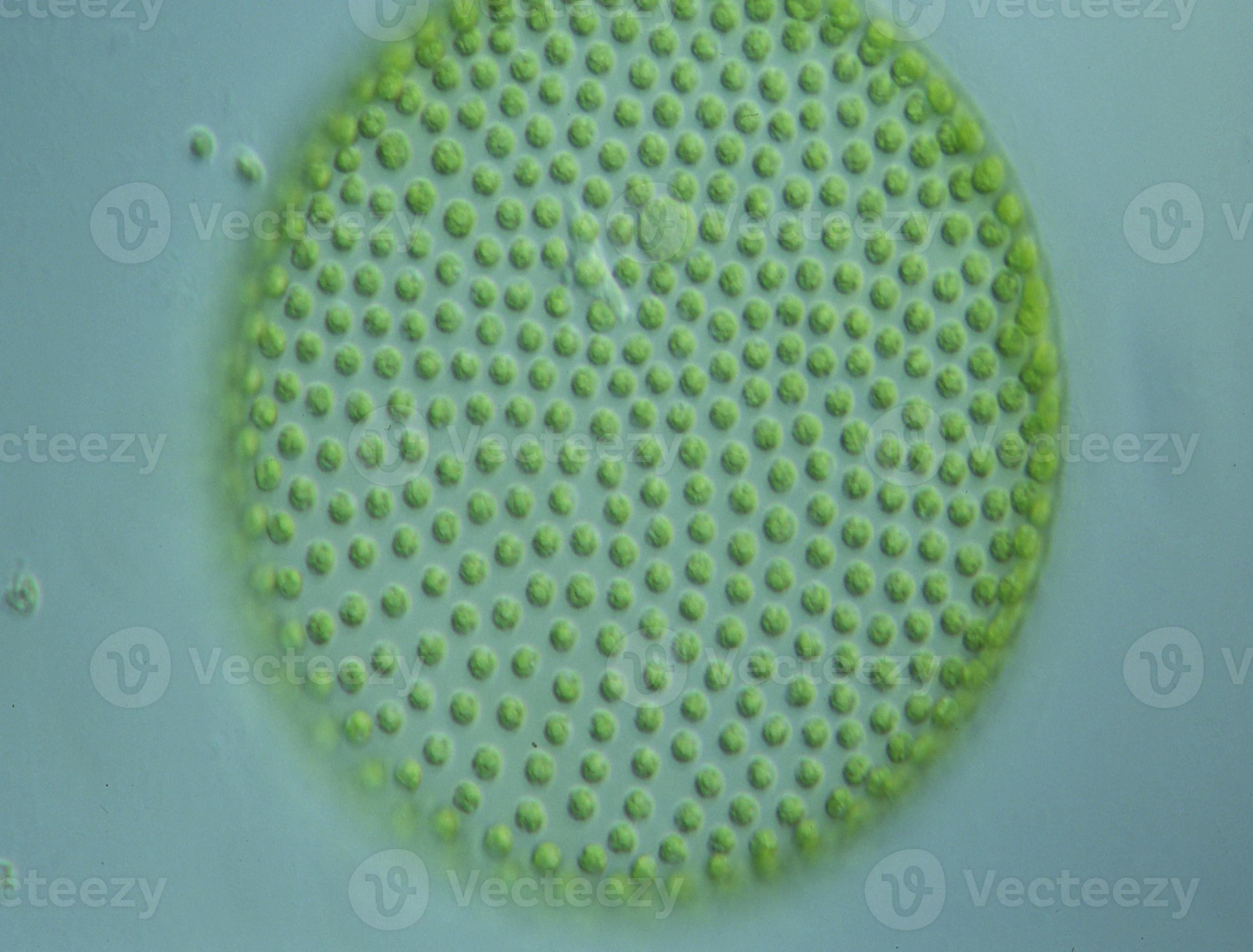 Glacier Water Under The Microscope: Shocking Discoveries! - fd4gbg3