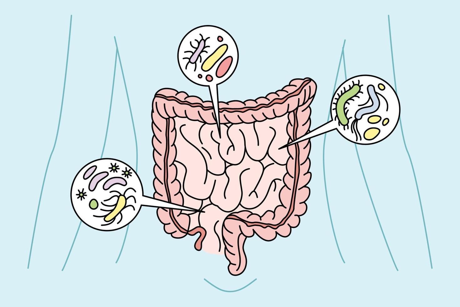 Digestive tract with bacteria inside. Person digestion organs intestines with virus. Healthcare and bowel. Vector illustration.