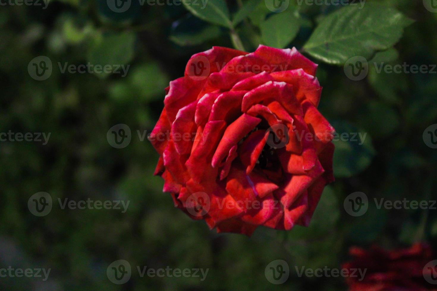 Rose in October photo