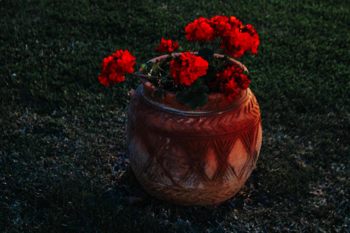 Flowers in red colors photo