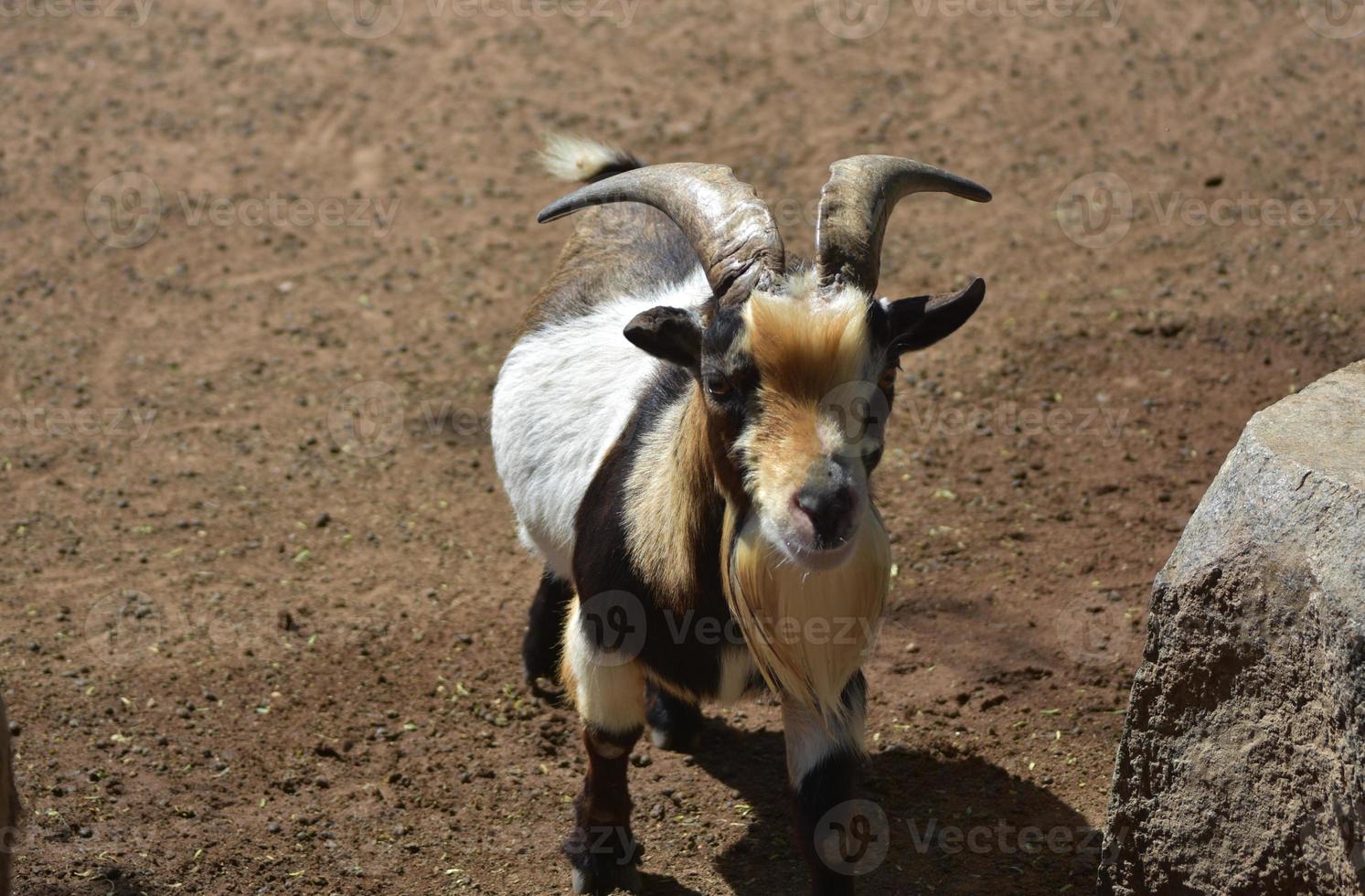 White, Tan and Black Billy Goat with a Cute Face photo