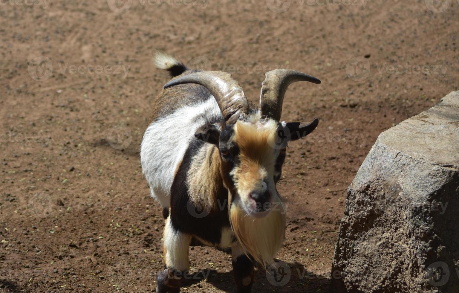 Colorful Billy Goat Standing Beside a Rock photo