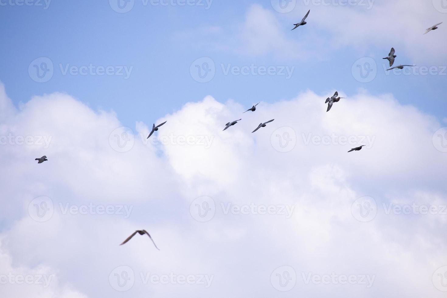 Flock of birds flying in the blue sky photo