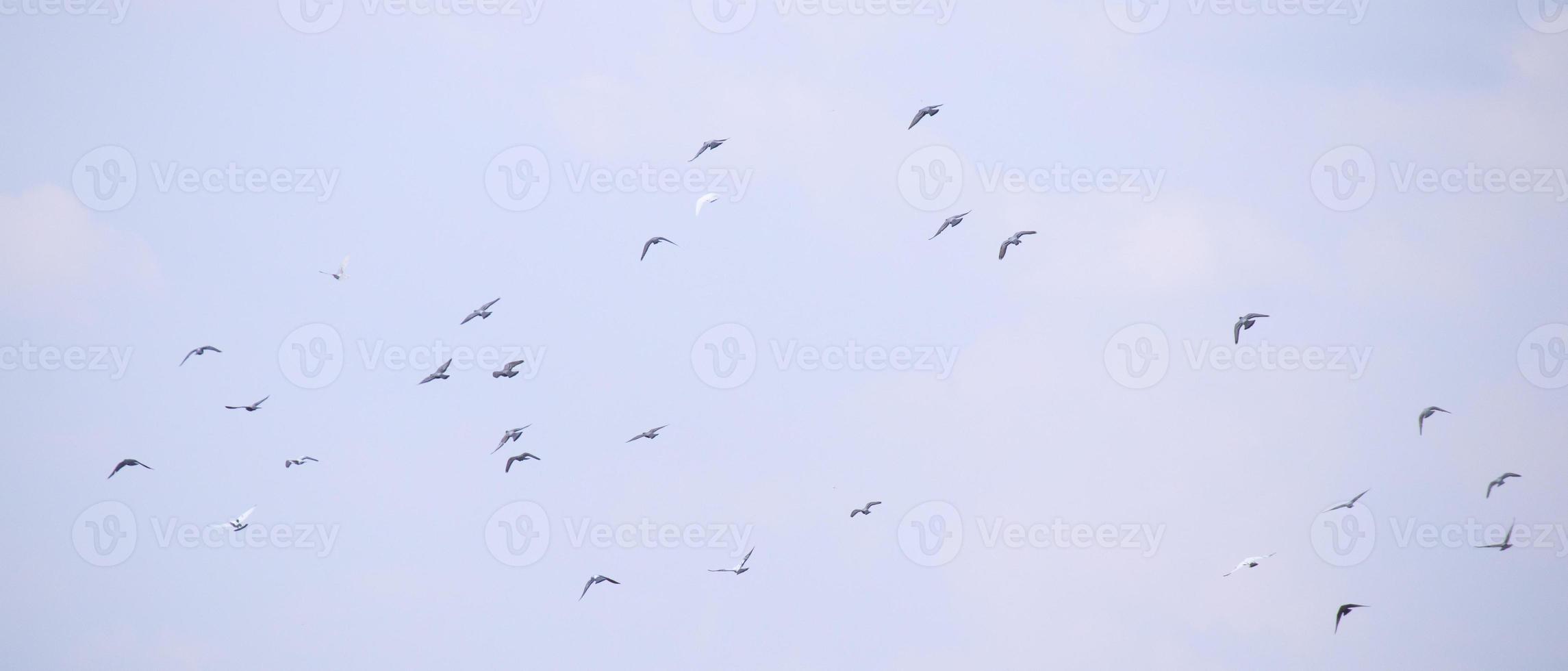 Flock of birds flying in the blue sky photo